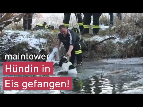 Bitch trapped in ice water: everyone is trying to save | maintower