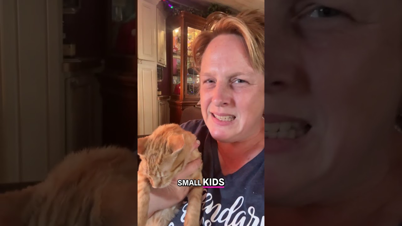 Enlarge Spicy, a Adopted American Shorthair in HOWELL, MI video 6/6