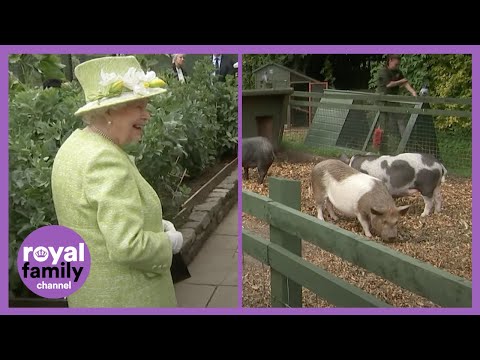 The Queen Laughing at This Piglet is the Best! 🐷😂