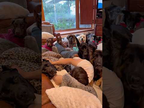 Come join us?! 🤗🍿🐾 #fosterdogs #rescuedogs #dogsofyoutube #dogs