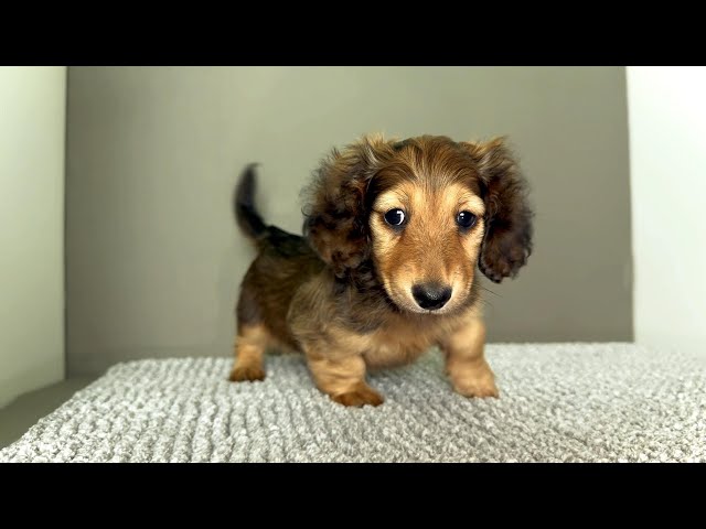 (子犬) 犬種：ダックスフンド・ミニチュア・ロング 男の子 ブリーダー マロニエケンネル　MARRONNIER KENNEL k4084の画像