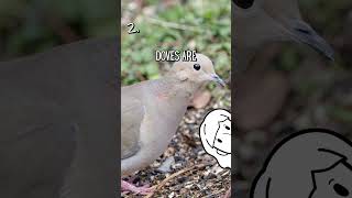 5 Facts About Mourning Doves