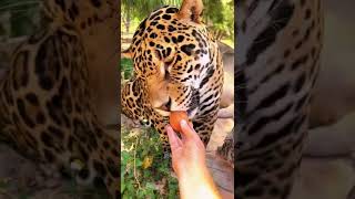 Jaguar Eating an Egg! FUNNY