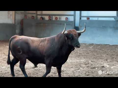 SORTEO | Corrida concurso de ganaderías