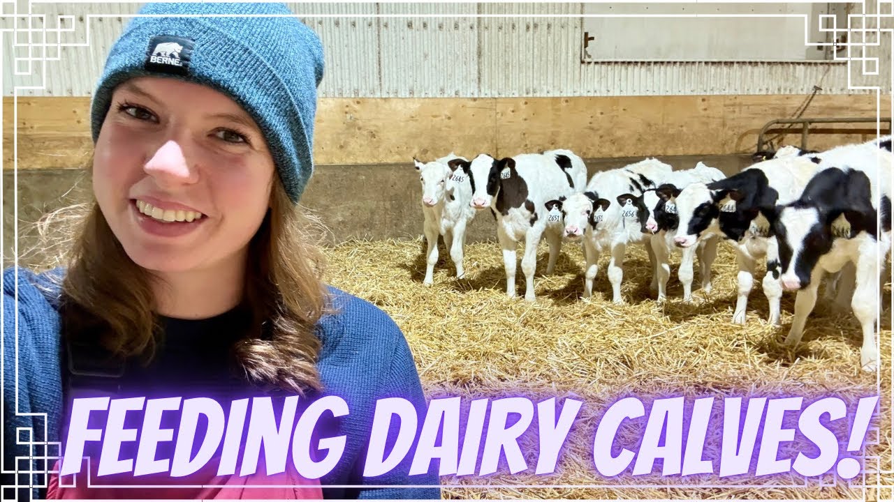 Feeding Dairy Calves 🐮🍼