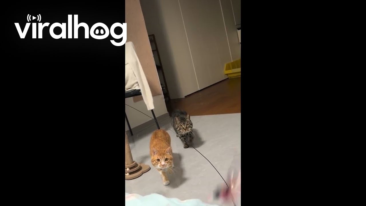 Cats March Forward Like Soldiers Towards Feather Duster || ViralHog