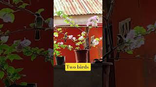 Download lagu #video pendek #buhayprobinsya #burung #bunga mp3 Download lagu #video pendek #buhayprobinsya #burung #bunga mp3