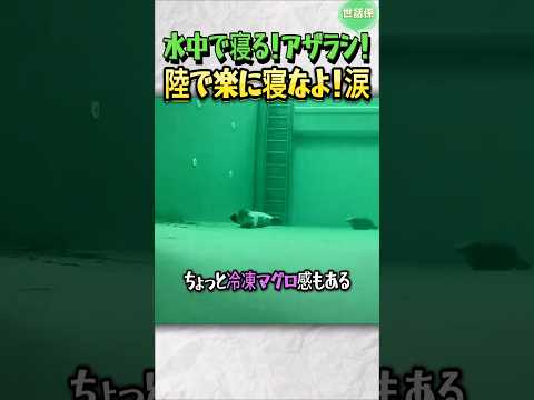 楽じゃない方法で寝るアザラシ