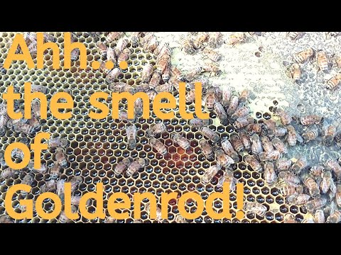 🔵Fall Flow, Fall mites, and checking the Beetle Buster!