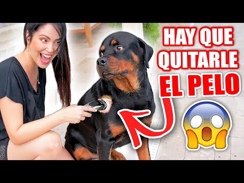 Mi Perro está Enfermo y Tengo que Cortarle el Pelo 🙄 ASÍ QUEDÓ... 😬 Sandra Cires Art ft Karim