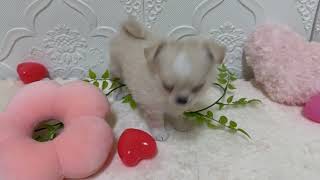 チワワ（ロング）の動画01