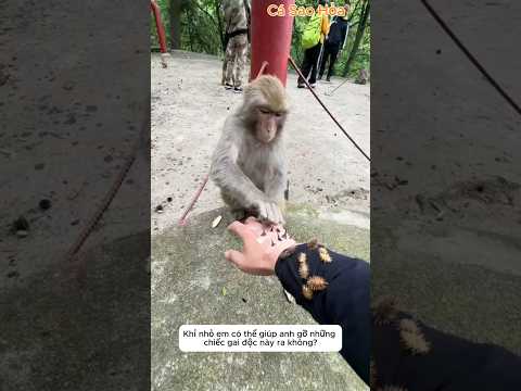 Chàng trai đi lạc trong rừng được khỉ đầu đàn giúp đỡ#shorts