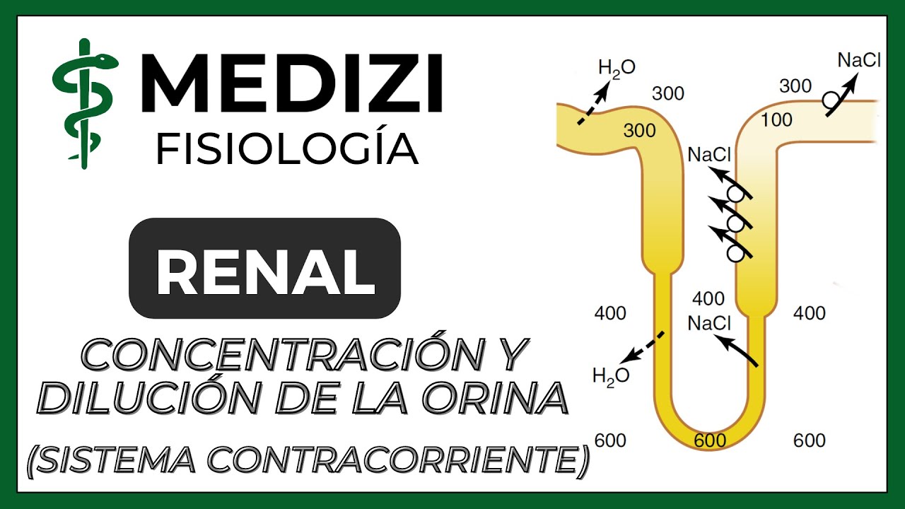 Fisiología Renal - Concentración y Dilución orina(Multiplicador contracorriente)(IG:@doctor.paiva)