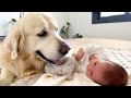 Golden Retriever Loves Newborn Baby