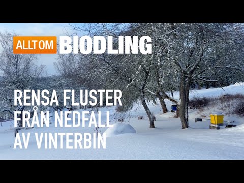 Rensa fluster från nedfall av vinterbin | Bihälsa Biodling