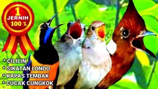Download lagu Masteran cililin, Sikatan londo, kapas tembak, cucak cungkok #ANAKKUCINGMEONGMEONG mp3