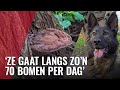 Hond Dora is de nieuwe opsporingsambtenaar