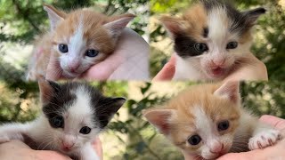 Cute kittens growing up🥰|| kitten’s life…|| Cats story✨