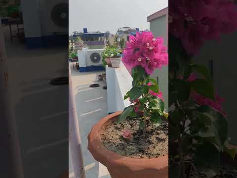 Pradipta's house #truelinemotivatio #ihavethisthingwithplants #gardening #plants #ytshorts