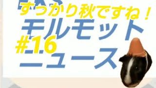 【モルモット】今日の親びんさんモルモットニュースゆっくり実況#16