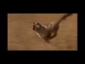 Homeward Bound The Incredible Journey Sassy Returns