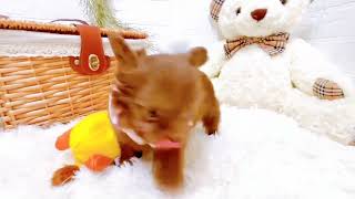 ハーフ犬の動画02