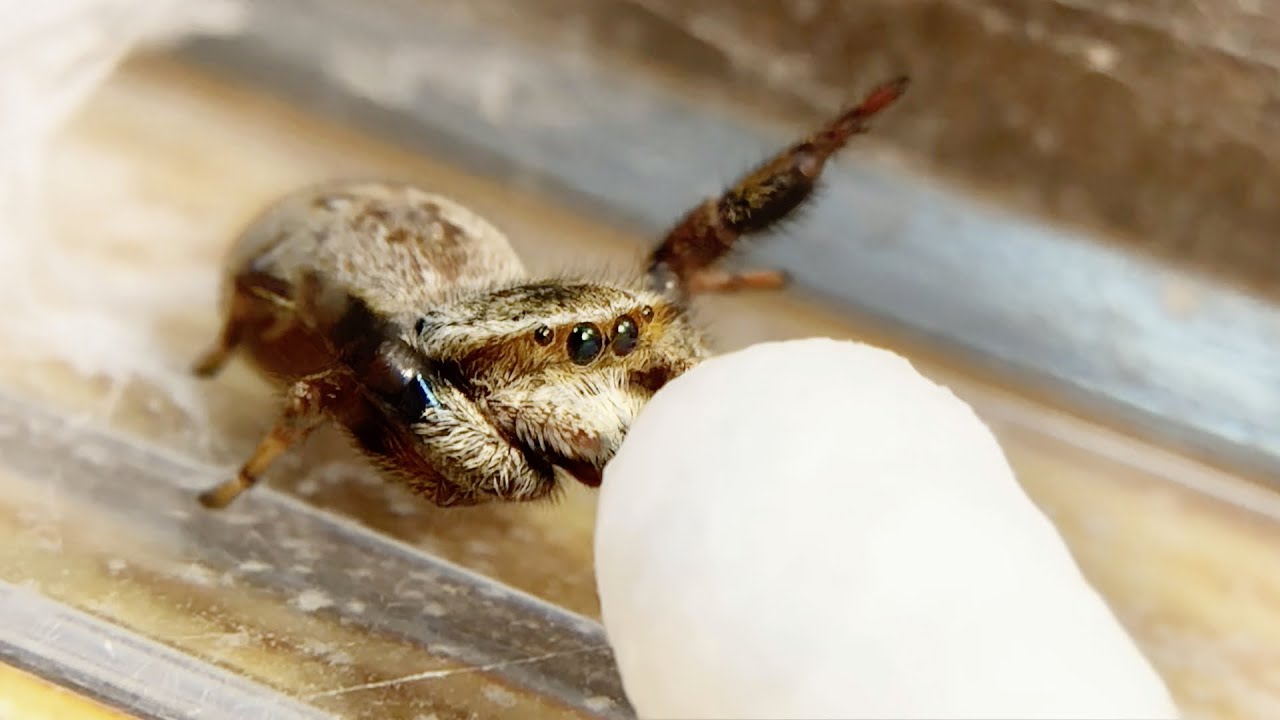 お水を飲むと絶対バンザーイしちゃう角刈りのハエトリグモが可愛い