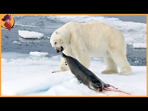 , title : '15 Merciless Polar Bears Crushing Their Prey To Death'