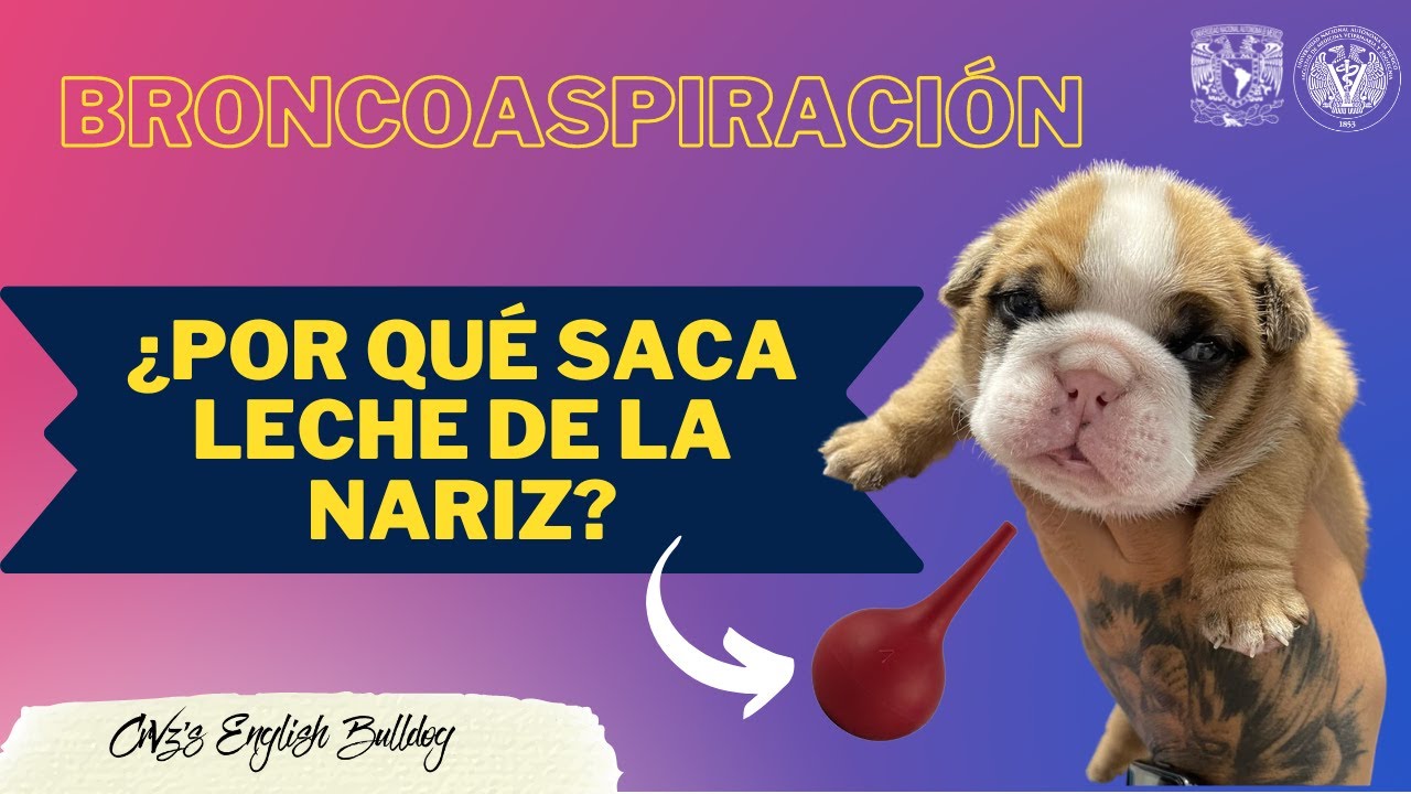 Broncoaspiración en cachorros ¿Qué hacer ¿Por qué sacan leche los cachorros por la nariz