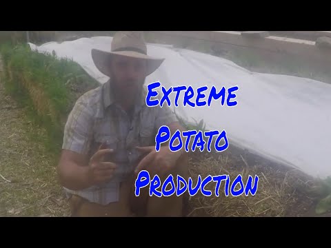 40 lbs of potatoes to 500!?:  ABC acres- episode 139