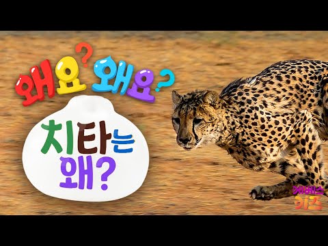 날쌘돌이 치타! 치타는 왜!?ㅣ왜요? 왜요? 궁금할 만두ㅣKBS 240222 방송