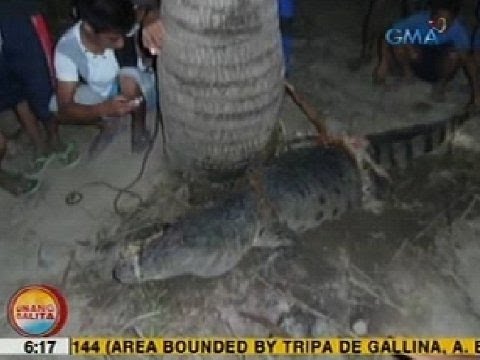 UB: 8-ft na buwaya, nalambat sa Liguasan Marsh