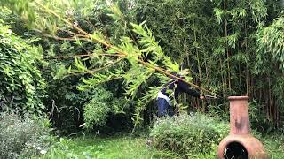 Cutting down bamboo in slow motion