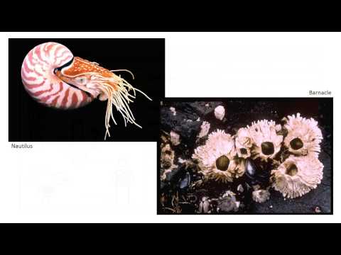 1.12 Kingdoms of Life: Animals & Fungi