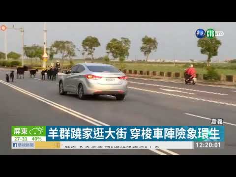 羊群蹺家逛大街 穿梭車陣險象環生