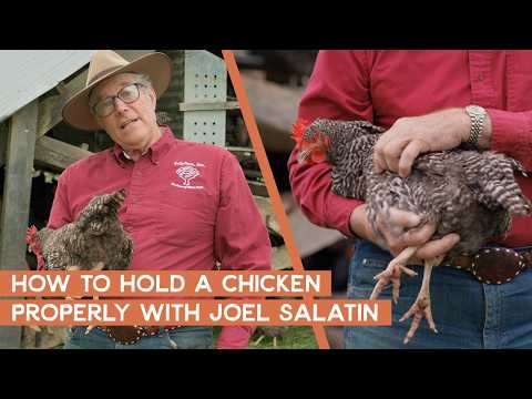How to properly hold a chicken | Joel Salatin
