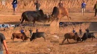 Tso nyuj sib nraus khub 2 lom zem heev nyob zos nas xus ກາສີ