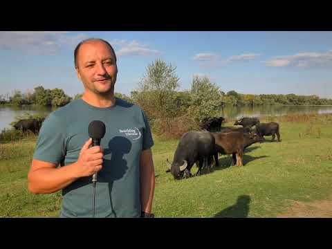 Rewilding in the Danube delta 🐃🦉🦌