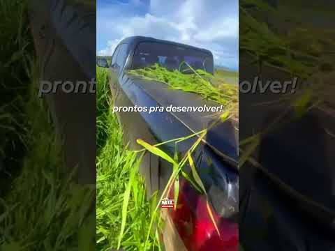 Arrendamento AGRICOLA no Tocantins. "6 Anos de Carência" #fazenda #arrendamento