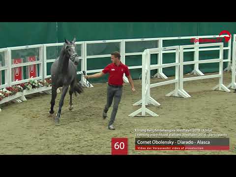 60 Hengst v. Cornet Obolensky - Diarado - Alasca