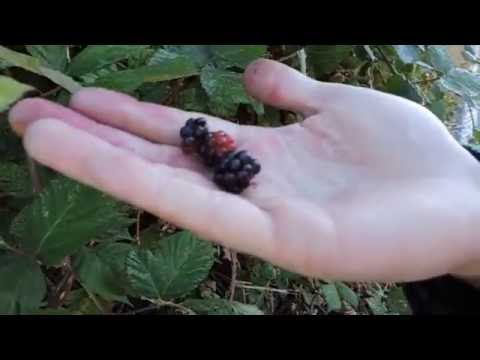 Blackberries, Foraging Wild Edibles in the City