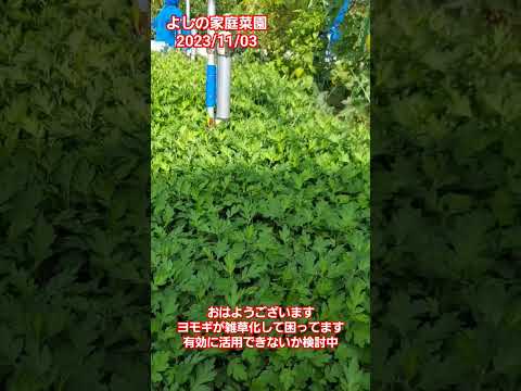 園芸 よもぎ