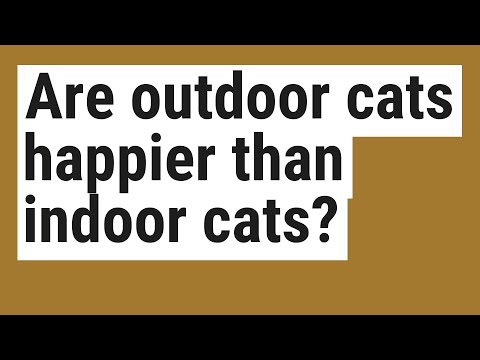 Are outdoor cats happier than indoor cats?