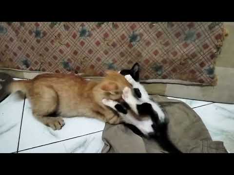 Awal Pertemuan Si Ucok dan Hipu