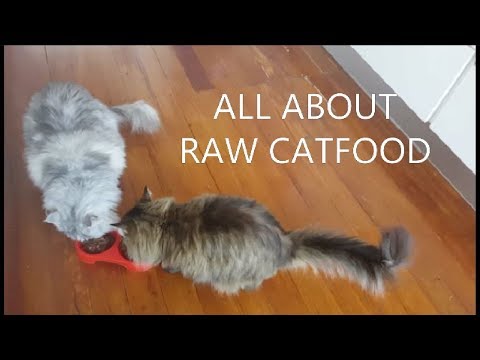 Maine coon food- What's for dinner?