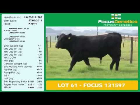 Lot 61 FOCUS 131597 - $4,750