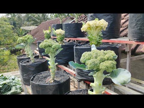 , title : 'cara menanam bunga kol dan brokoli || how to grow broccoli and cauliflower'