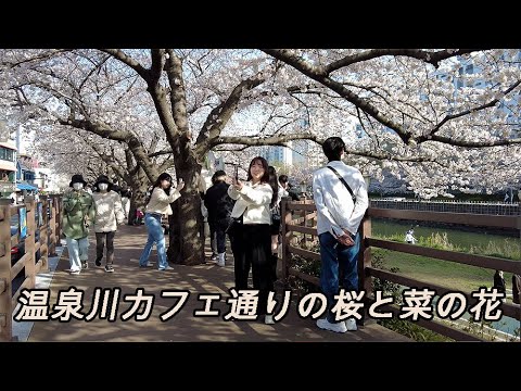[Coréia] 🇰🇷 Vendo flores de cerejeira e flores de colza ao longo da Onsengawa Cafe Street. Excursão da estação Busan Dongnae à estação Anrak Busan Travel Ponto turístico Red Light District Travel Downtown Entertainment Area Izakaya [4K]