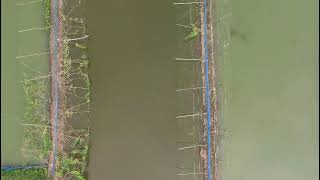 ক্লাস্টার ভিত্তিক চিংড়ি চাষ