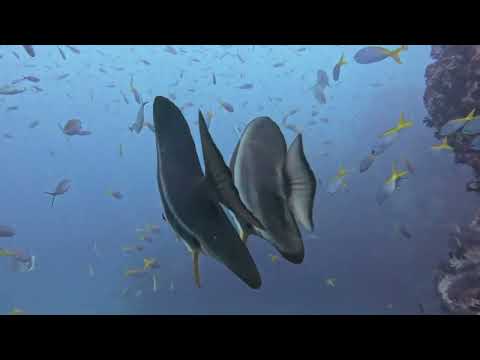 Exploring Chumphon Pinnacle